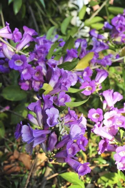 Knoblauch Weinstock Violette Blume Selektiver Brennpunkt — Stockfoto