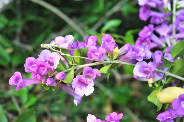 ニンニクつる紫の花セレクティブ フォーカス ポイント — ストック写真