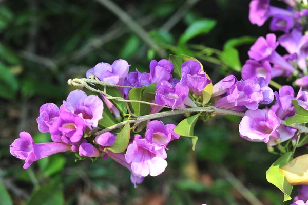 ニンニクつる紫の花セレクティブ フォーカス ポイント — ストック写真