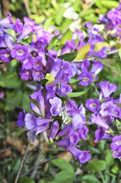 Garlic Vine Violet Flower Selective Focus Point — Stock Photo, Image