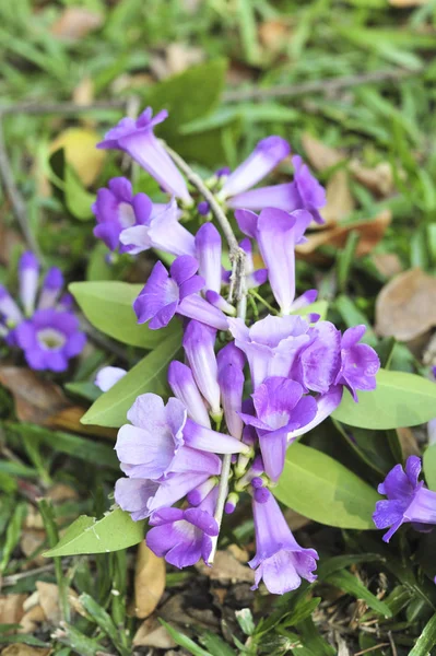 ニンニクつる紫の花セレクティブ フォーカス ポイント — ストック写真