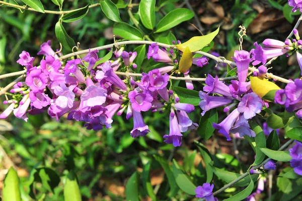 ニンニクつる紫の花セレクティブ フォーカス ポイント — ストック写真