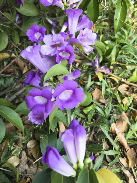 Фиолетовый Цветок Чеснока — стоковое фото