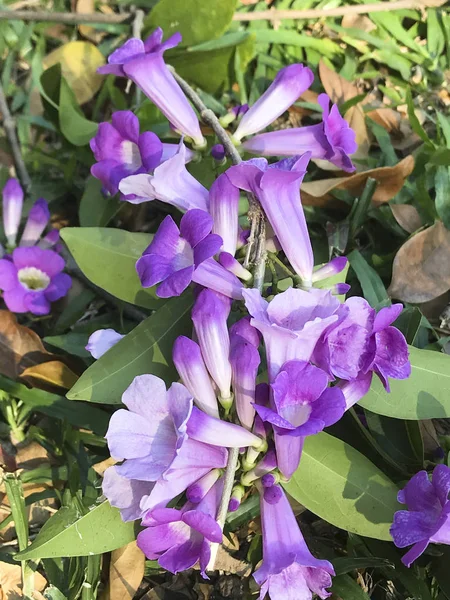 Garlic Vine Violet Flower Selective Focus Point — Stock Photo, Image