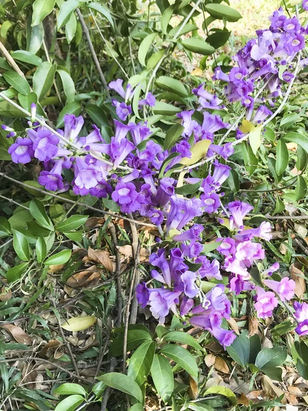 Ajo Vid Violeta Flor Enfoque Selectivo Punto — Foto de Stock