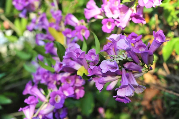 Фиолетовый Цветок Чеснока — стоковое фото