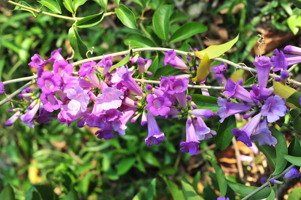 ニンニクつる紫の花セレクティブ フォーカス ポイント — ストック写真