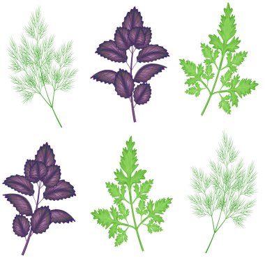 Kusursuz desen. Baharat. Maydanoz, fesleğen ve dereotu pişirmek için gereklidir. Mutfakta duvar kağıdı, gıda için ambalaj gibi uygundur. Vektör çizimi