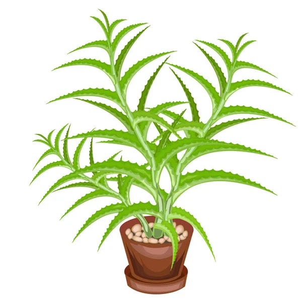 A decorative houseplant in a pot is depicted. Green leaves of aloe vera. Healing, used in medicine. A nice and unpretentious hobby for collectors of cacti. Vector illustration — Stock Vector
