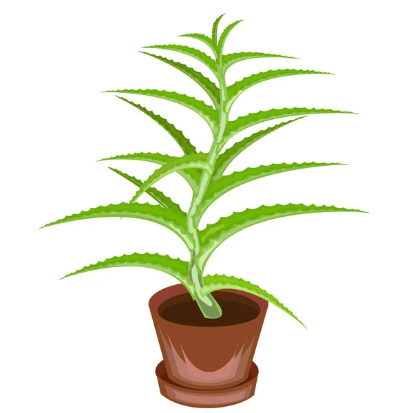 A decorative houseplant in a pot is depicted. Green leaves of aloe vera. Healing, used in medicine. A nice and unpretentious hobby for collectors of cacti. Vector illustration — Stock Vector