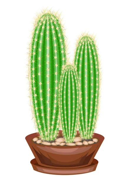 Imagen a color. Planta en maceta en maceta. El cactus verde es esférico con tubérculos cubiertos de espinas. Mammillaria, himnocalicium. Encantador hobby para coleccionistas de cactus. Ilustración vectorial — Archivo Imágenes Vectoriales