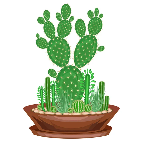 Collection de plantes d'intérieur en pots, cactus, plantes succulentes. Le jardin est dans le bol. Euphorbia, scarlet vera, Mammillaria. Beau passe-temps pour les collectionneurs. Décoration de la maison. Illustration vectorielle — Image vectorielle
