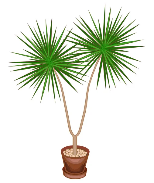 Uma bela planta em um pote. Dracaena vai decorar sua casa e escritório. Árvore perene decorativa. Ilustração vetorial — Vetor de Stock
