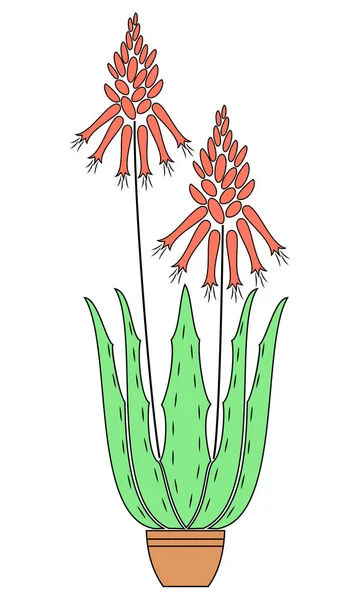 Maceta de aloe vera. Floración en maceta, flor roja. Hermosa planta medicinal. Ilustración vectorial — Vector de stock