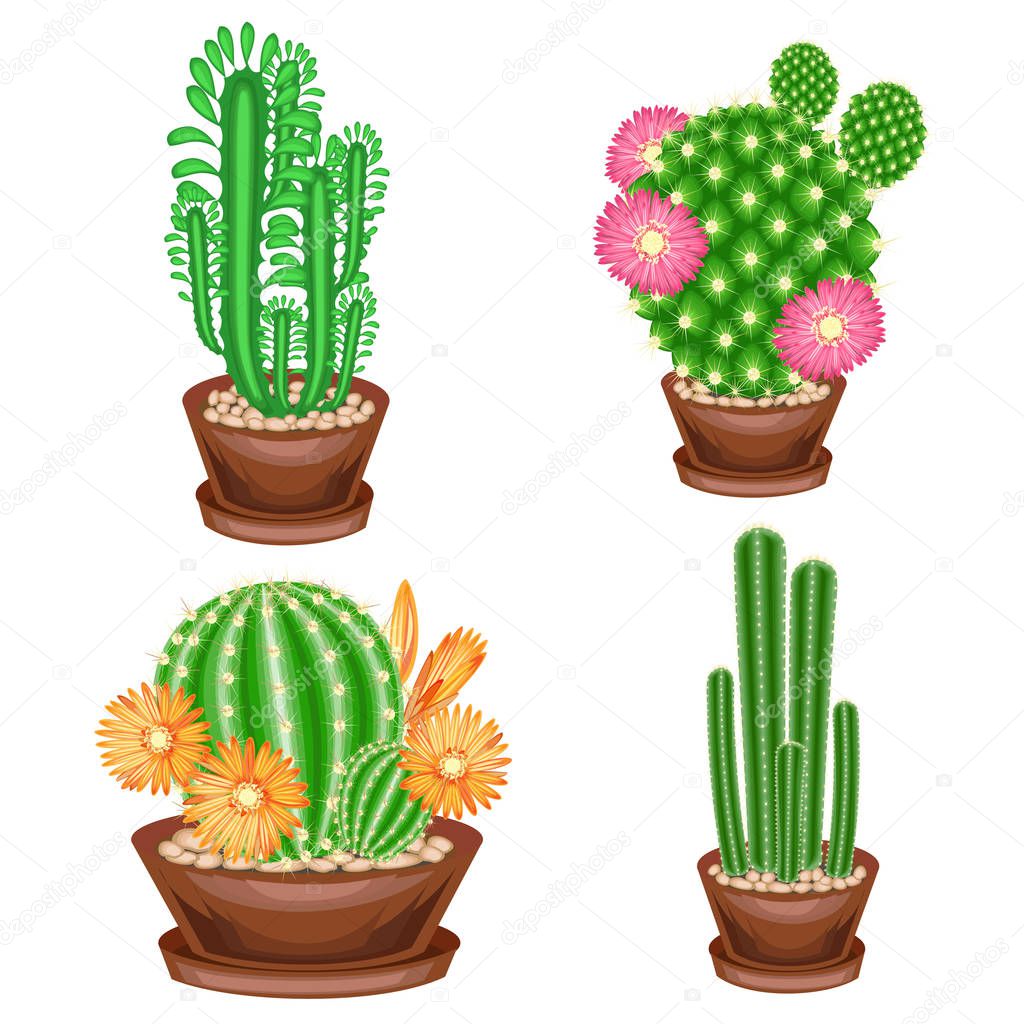 A collection of houseplants in pots. Cacti, euphorbia, Mammillaria with flowers. Lovely hobby for collectors of cacti. Home and apartment decoration. Color picture. Vector illustration