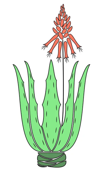Aloe Vera Blumentopf vorhanden. Blumentopf blüht, rote Blume. schöne Heilpflanze. Vektorillustration — Stockvektor