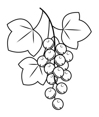Bir dal kuş üzümü, şifalı bitki. Sağlık ve tıp için yararlı lezzetli meyveler. Grafik görüntüsü. Vektör çizimi.