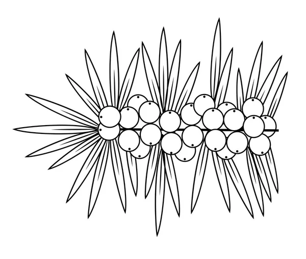 Argousier, plante médicinale mignonne. Une baie saine pour la santé. Image graphique. Illustration vectorielle . — Image vectorielle