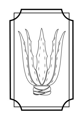 Aloe vera. Tıpta şifalı bitki. Grafik görüntüsü. Kaktüs koleksiyoncuları için hoş ve iddiasız hobi. Çerçeve içinde resim. Vektör çizimi