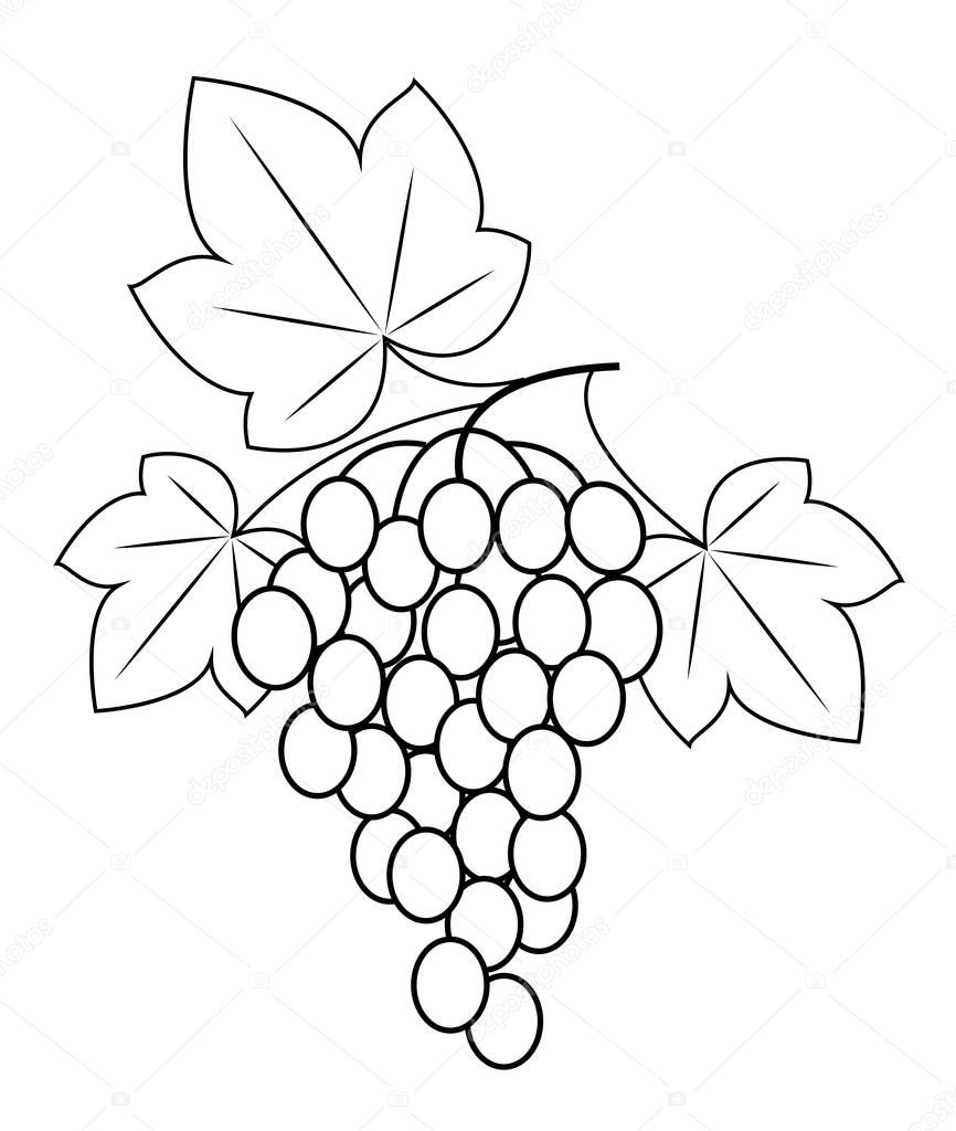A branch is a beautiful grape berry, a tasty plant. Useful berries. Graphic image. Vector illustration.