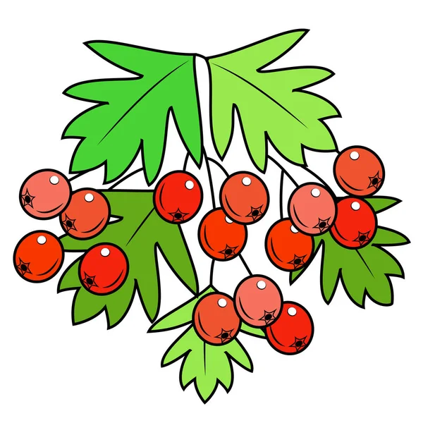 Une branche d'une belle baie de berryshnik, plante médicinale. Baies utiles en médecine pour la santé. Image graphique. Illustration vectorielle — Image vectorielle