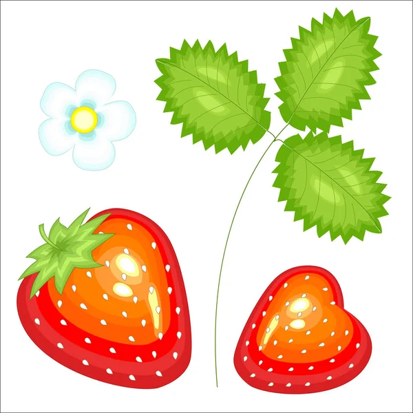 Reife schöne rote Beeren. saftig schmackhafte, süße Erdbeere, eine Quelle nützlicher Vitamine und Spurenelemente. Vektorillustration — Stockvektor