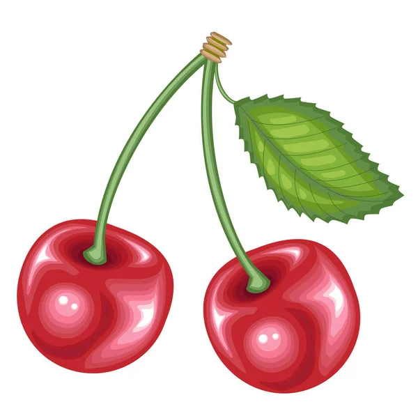 成熟美丽的红莓。多汁的美味，甜樱桃，有用的维生素和微量元素的来源。矢量插图 — 图库矢量图片