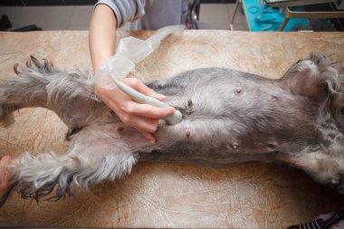 Veteriner Konsept.Veteriner ultrason yapıyor. Köpek yavrusunu görüntüle. Veteriner ultrason yapıyor ve hayvan sağlıklı analiz. Seçici Odak. Evcil hayvan ambulansında hasta köpeğe ultrason muayenesi.