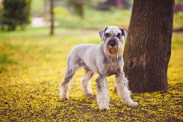 ハッピー かわいい 面白い犬ジャイアントシュノーザー 夏の公園でペットウォーキング 緑の草の中にミニチュアシュノーザーの美しい肖像画 選択的かつ浅い焦点 — ストック写真