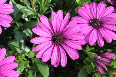 Güneşte mor yaz çiçeği 