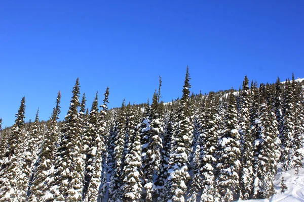 Solig dag som i ett vinter landskap i vackra Whistler i Kanada, British Columbia — Stockfoto