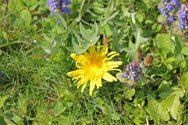 Dente di leone su un prato morbido e verde in estate — Foto Stock