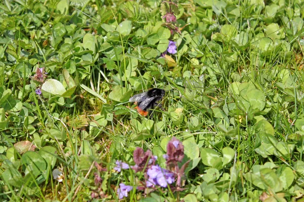 Abeja en un prado verde y suave en verano —  Fotos de Stock