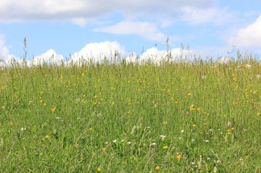 güneşli bir bahar gününde kır çiçeği çayır
