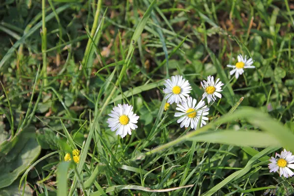 Margherite in una giornata di sole in estate — Foto Stock