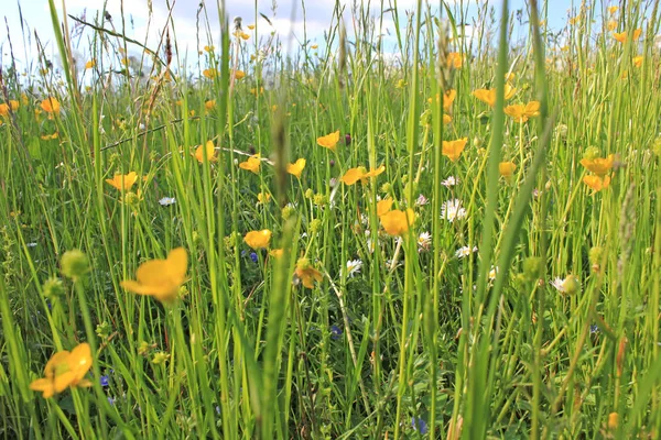 Pradera de flores silvestres con flores blancas y amarillas —  Fotos de Stock