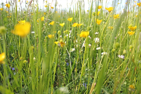 Prato di fiori selvatici in una giornata di sole primaverile — Foto Stock