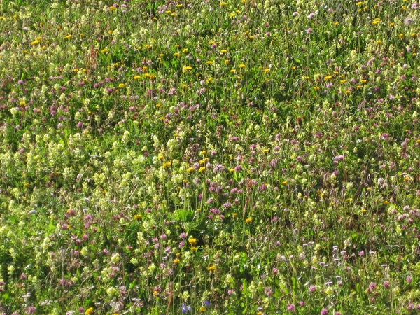 Prato verde di fiori selvatici in estate — Foto Stock