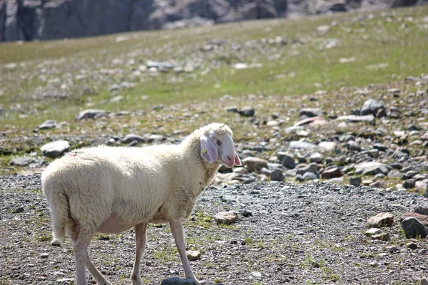 夏のアルプスの羊 — ストック写真