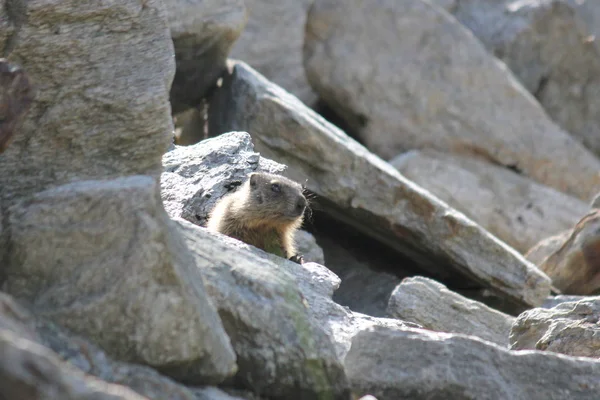 Marmota alpina sentada em uma rocha olhando ao redor — Fotografia de Stock