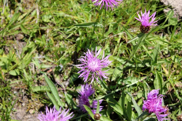 Фіолетові літні квіти на лузі — стокове фото