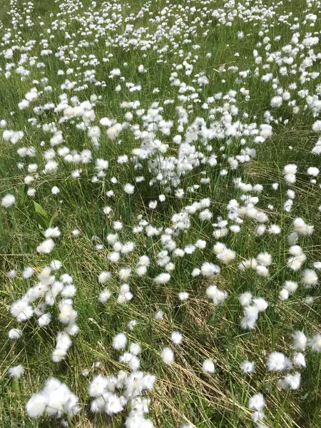 Flores esponjosas en un prado verde en verano —  Fotos de Stock