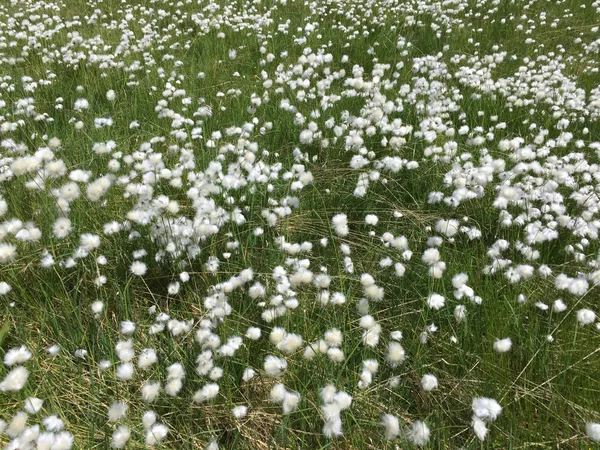 Fiori bianchi su un prato in primavera — Foto Stock