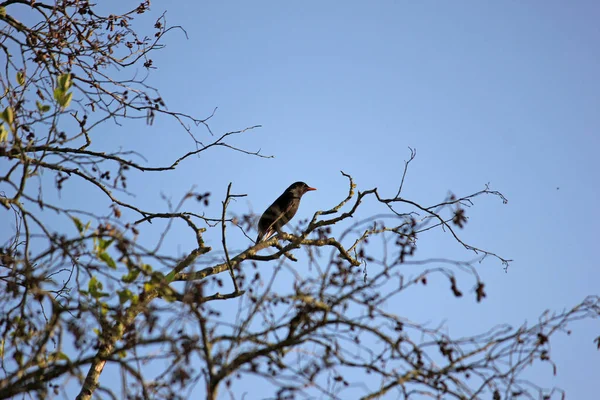 Blackbird sentado em uma árvore — Fotografia de Stock