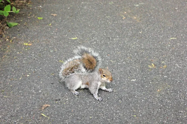 Esquilo sentado no chão e olhando ao redor — Fotografia de Stock