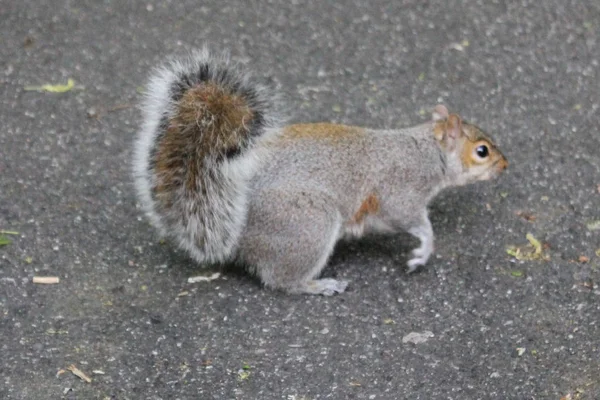 Squirrel on the ground looking for something — Stock Photo, Image