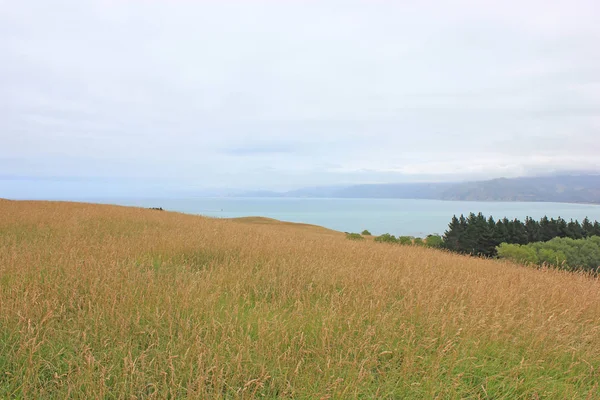 Steppe op een heuvel bij Kaikoura — Stockfoto