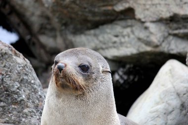 Yeni Zelanda 'nın Güney Adası' ndaki Pasifik Okyanusu 'nda kürk fokları soğuyor.