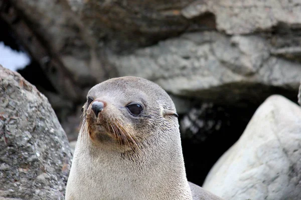 Fur seal chilling at the Pacific Ocean on the South Island of New Zealand — Stock Photo, Image