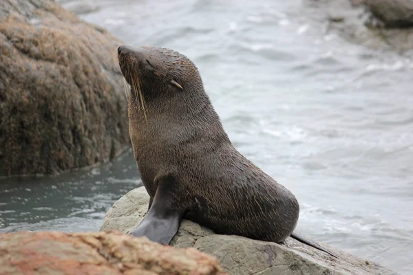 Fur seal chilling at the Pacific Ocean on the South Island of New Zealand — Stock Photo, Image